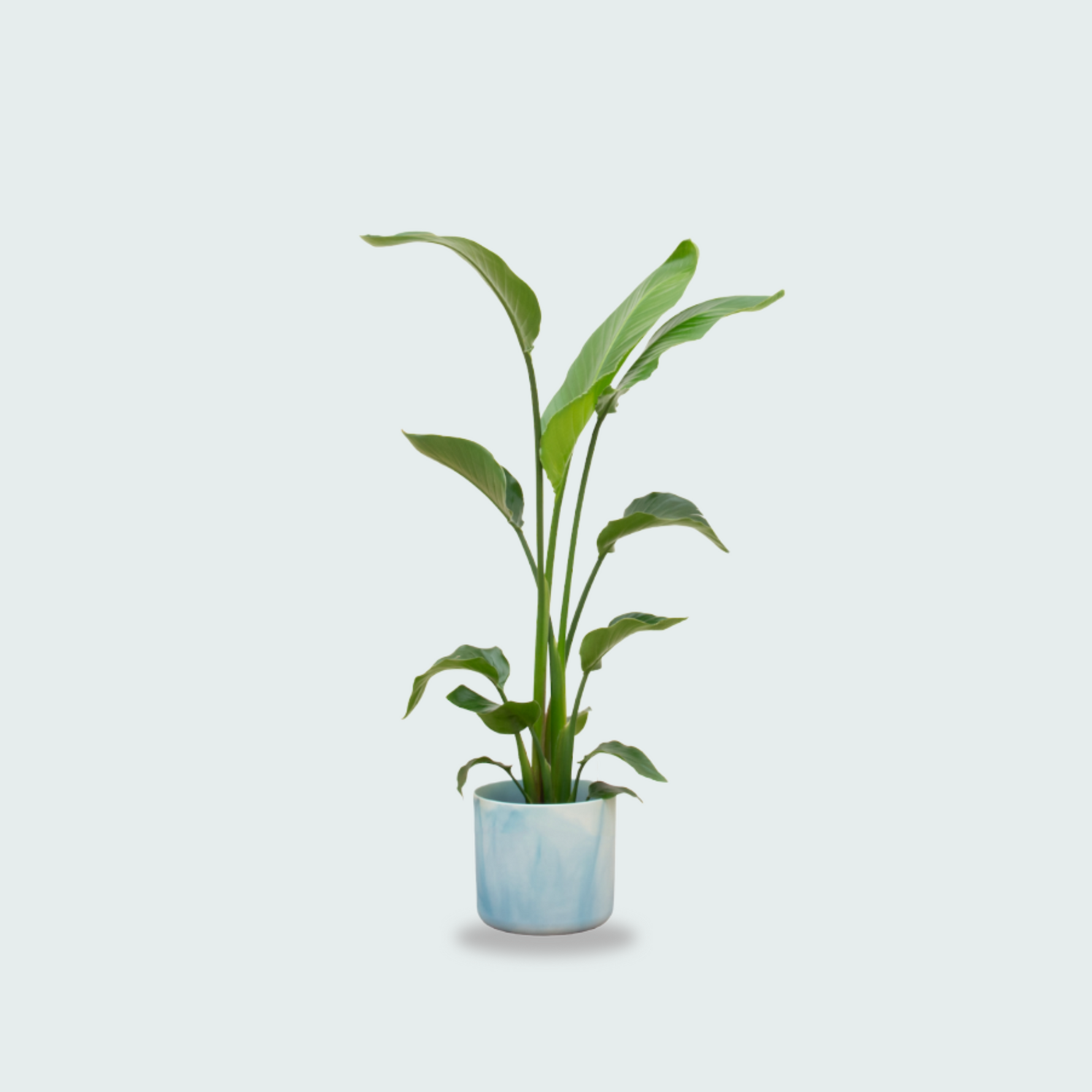 Strelitzia Nicolai kopen