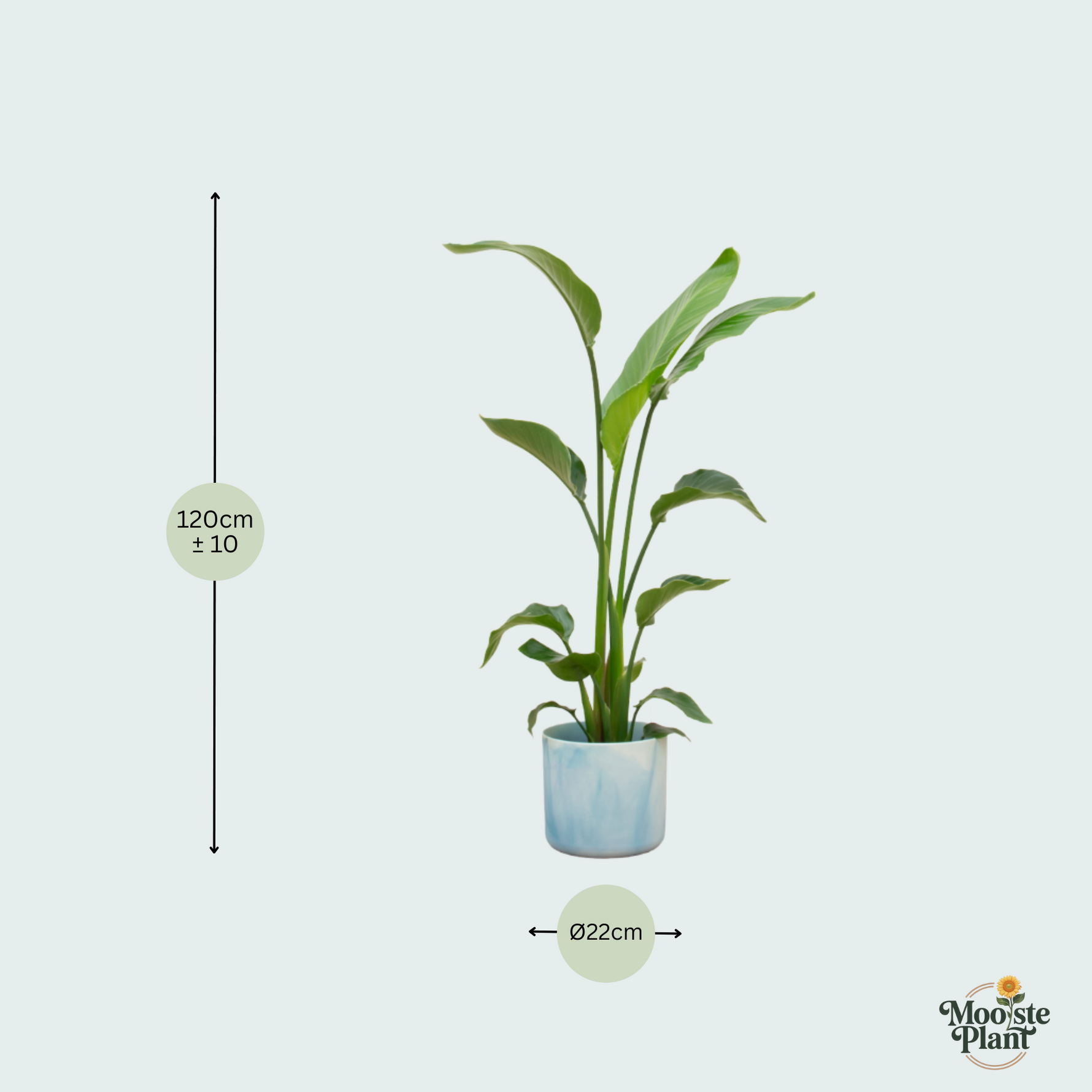 Strelitzia Nicolai kopen