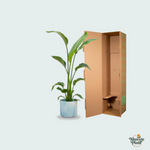 Strelitzia Nicolai kopen