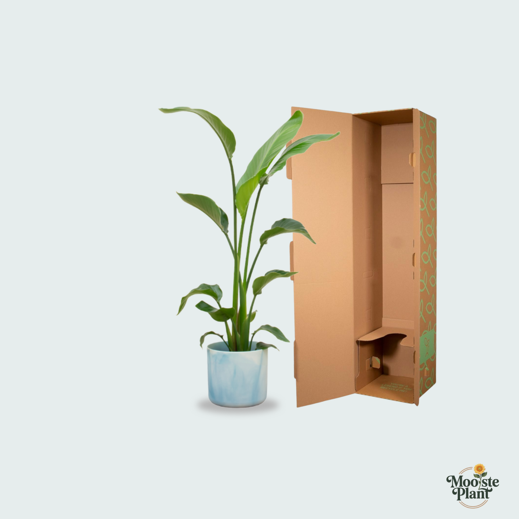 Strelitzia Nicolai kopen