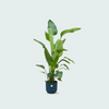 Strelitzia Nicolai