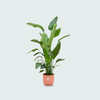 Strelitzia Nicolai