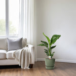 Strelitzia Nicolai kopen