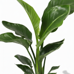 Strelitzia Nicolai