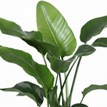 Strelitzia Nicolai 