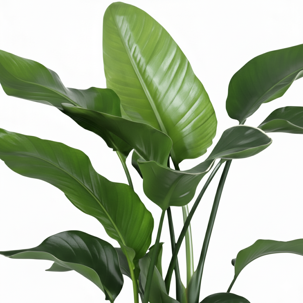 Strelitzia Nicolai 