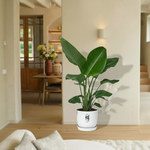Strelitzia Nicolai 