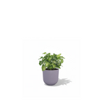Syngonium Pixie 