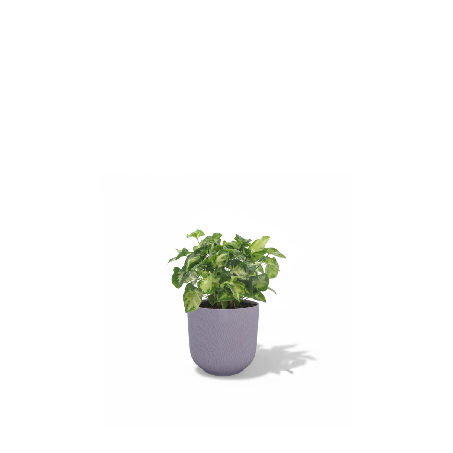 Syngonium Pixie 
