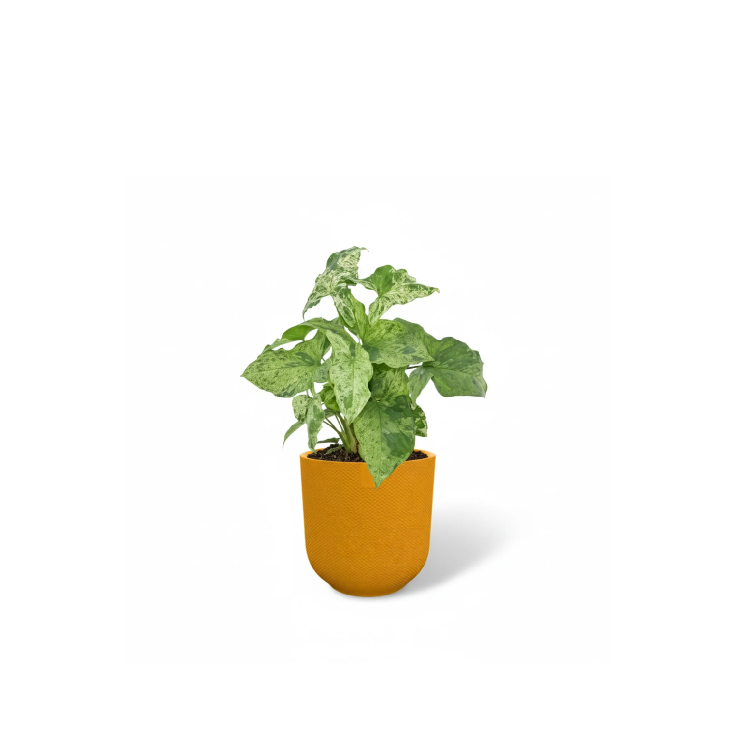 Syngonium Mottled 