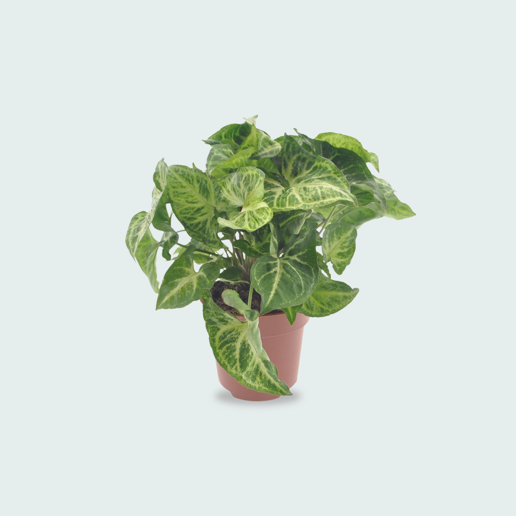 Syngonium Arrow kopen