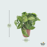 Syngonium Arrow kopen