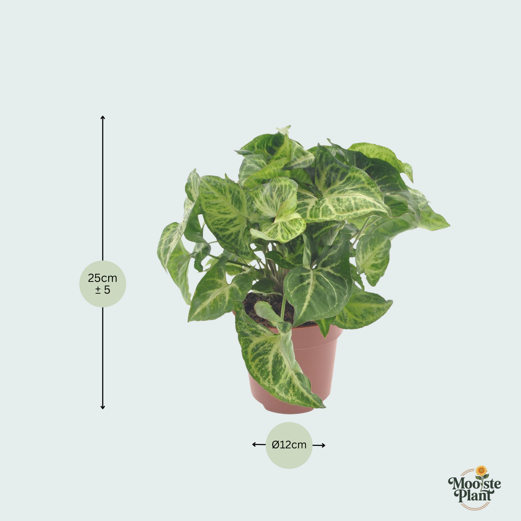 Syngonium Arrow kopen
