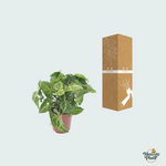 Syngonium Arrow kopen