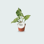 Syngonium Mottled kopen