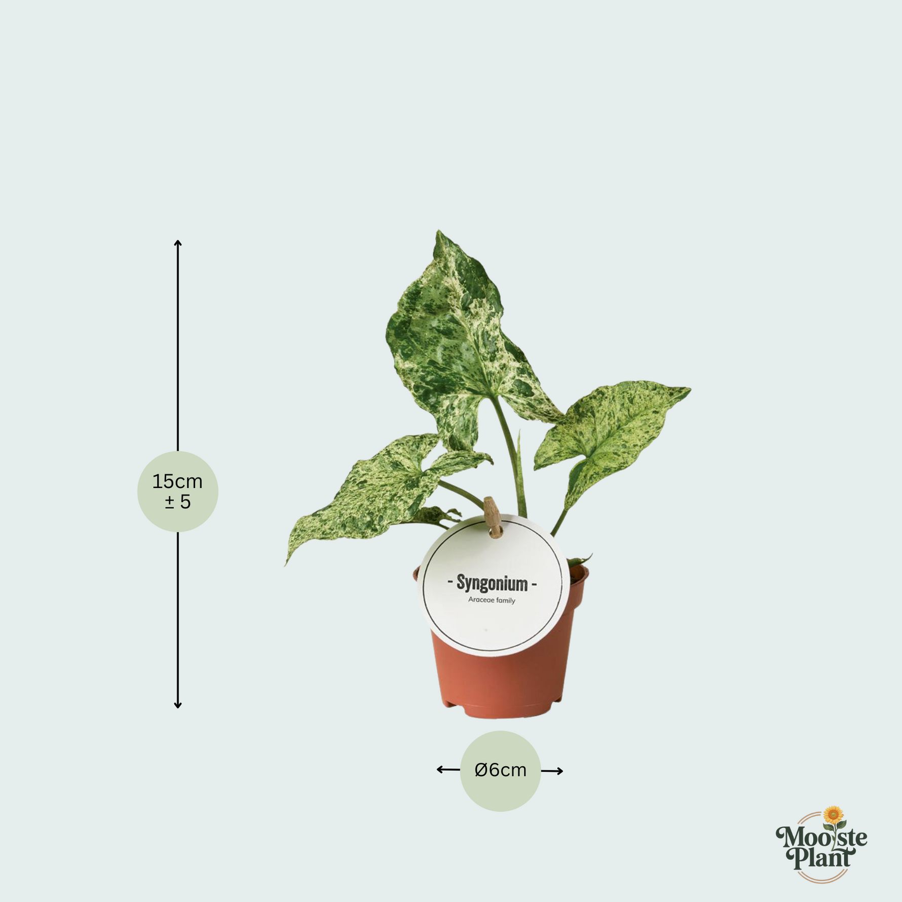 Syngonium Mottled kopen
