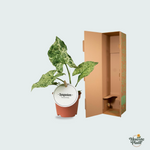 Syngonium Mottled kopen