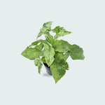 Syngonium Mottled kopen