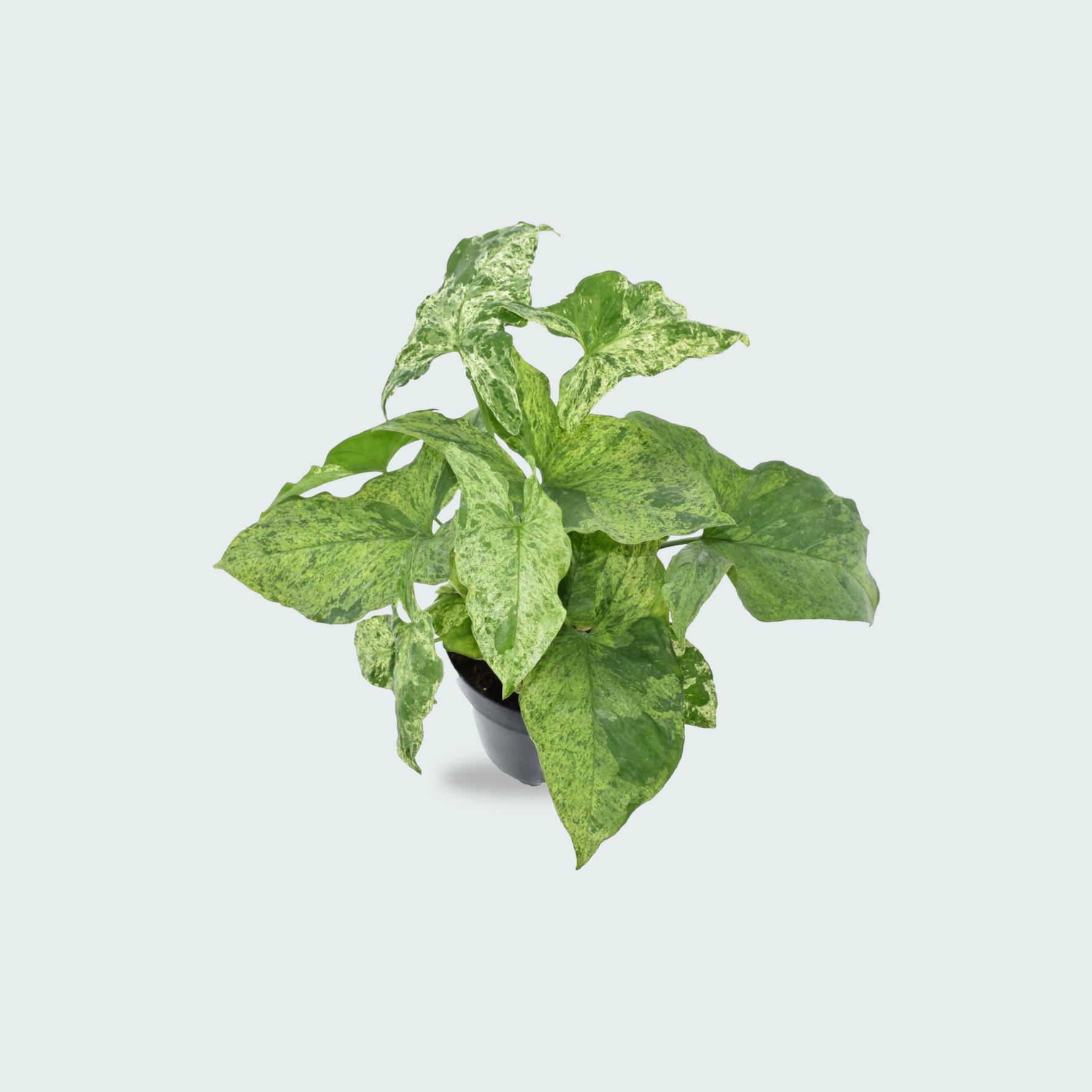 Syngonium Mottled kopen