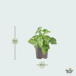 Syngonium Mottled kopen