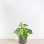 Syngonium Mottled kopen