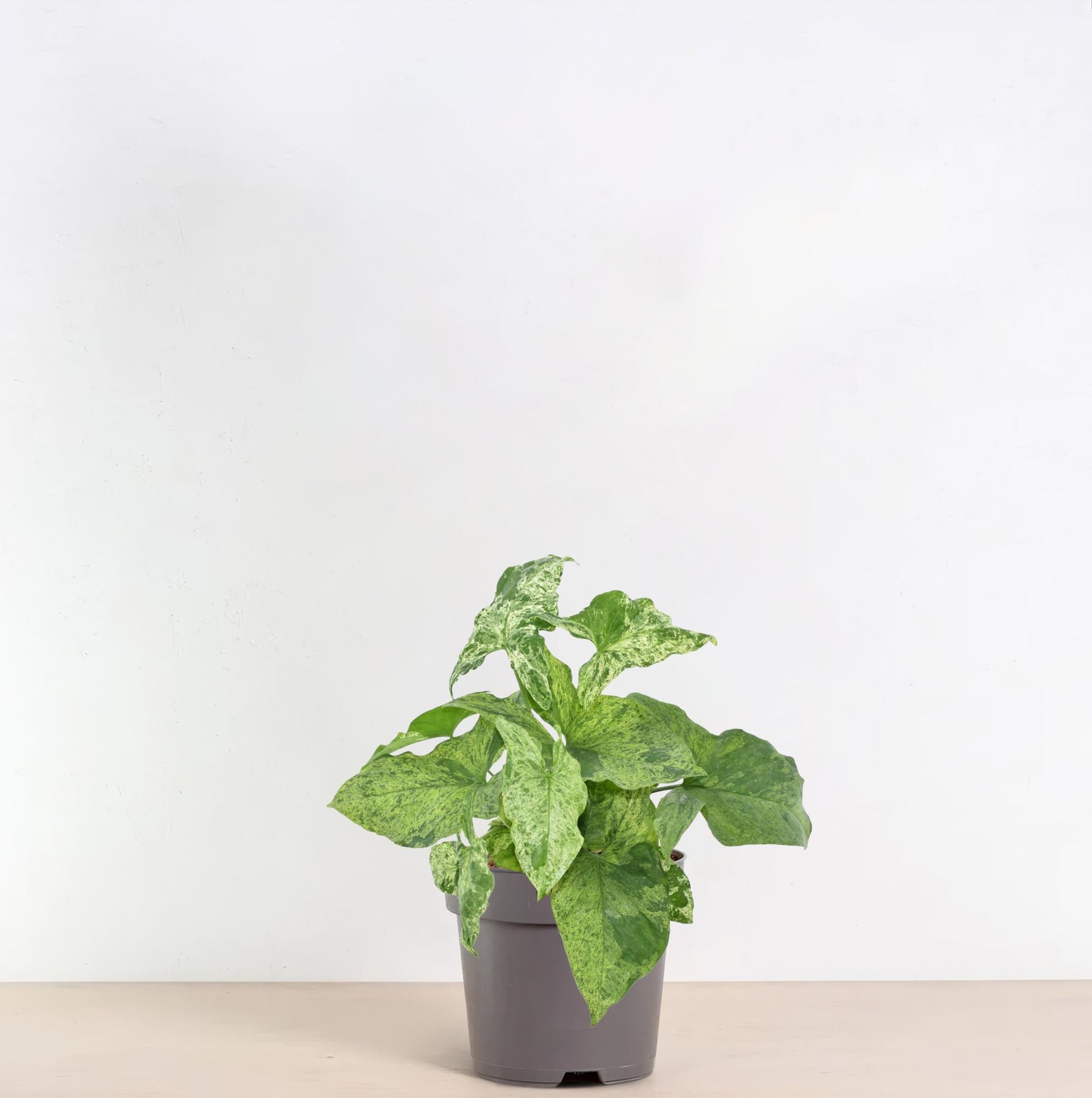 Syngonium Mottled kopen