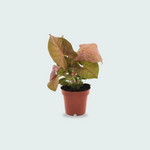 Syngonium Neon kopen