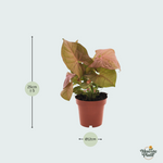 Syngonium Neon kopen