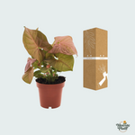 Syngonium Neon kopen