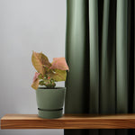 Syngonium Neon kopen