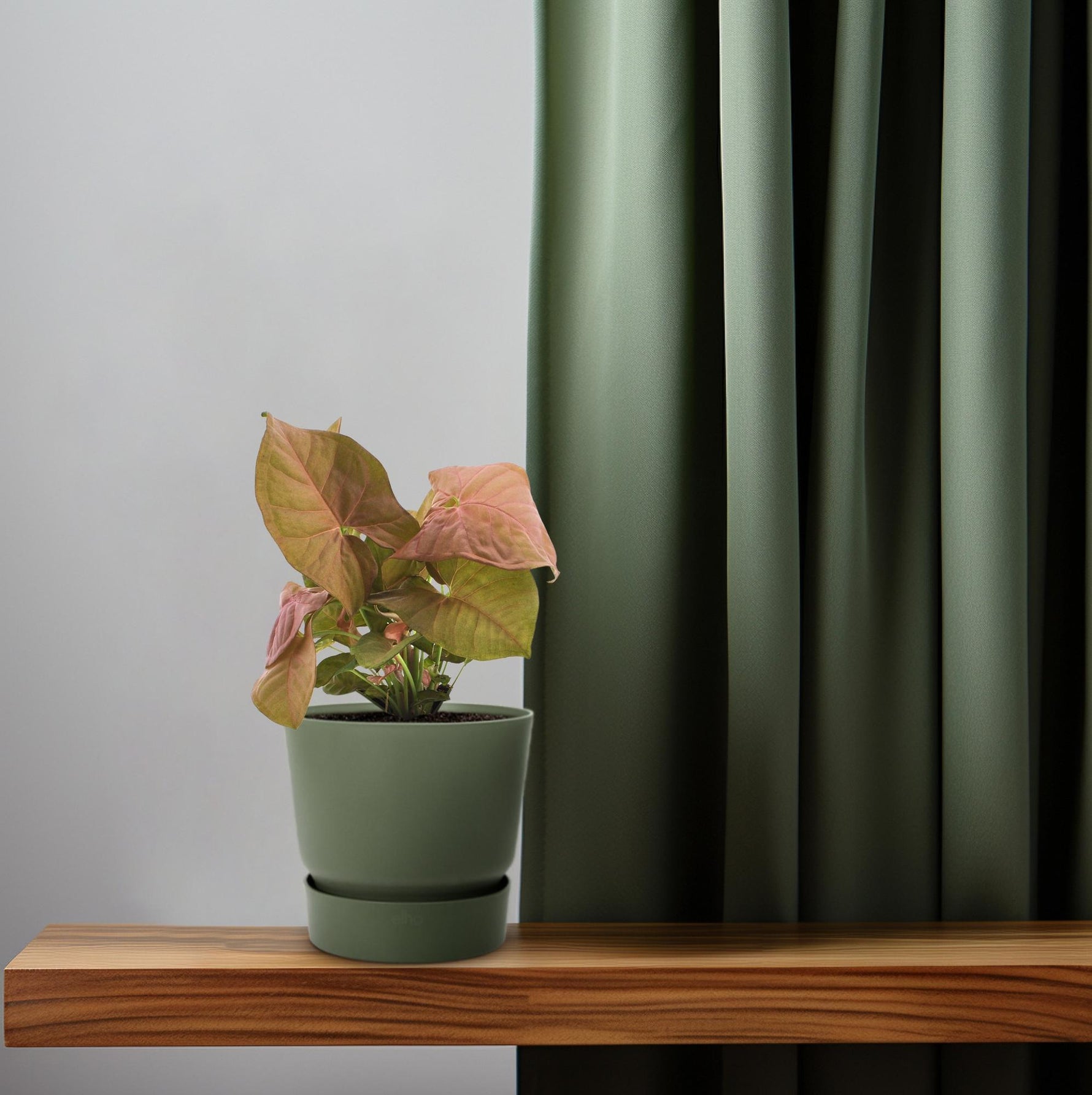 Syngonium Neon kopen