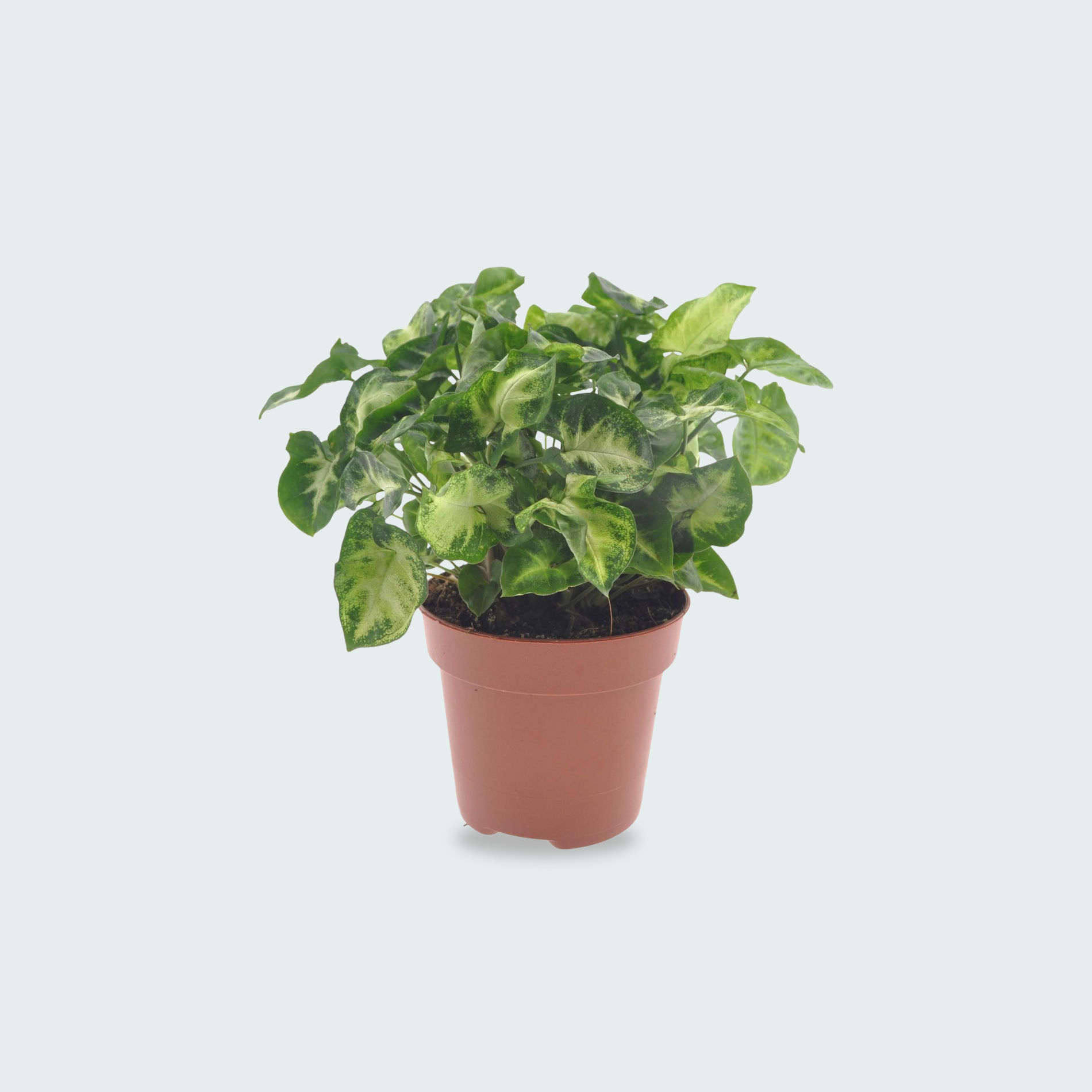 Syngonium Pixie kopen