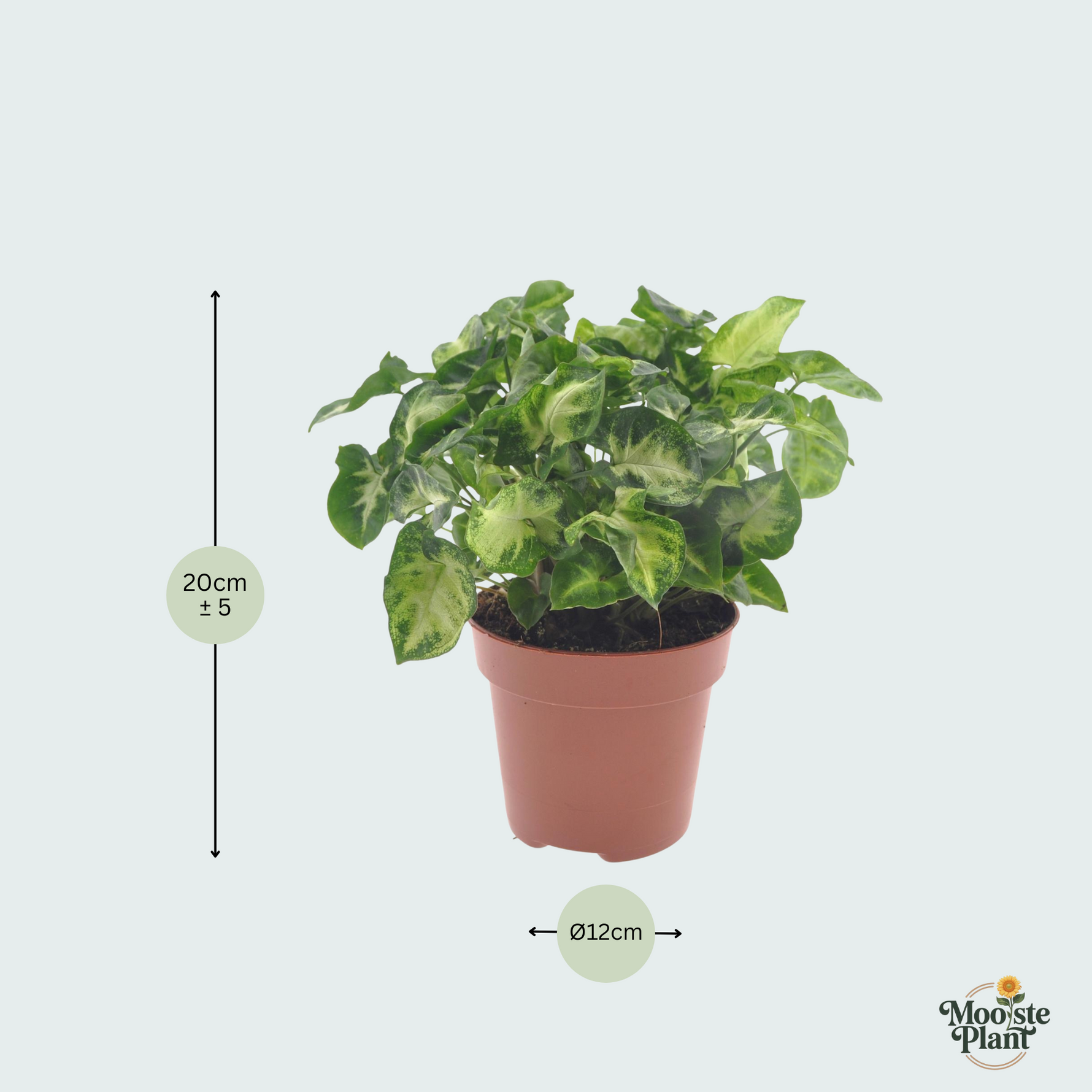 Syngonium Pixie kopen