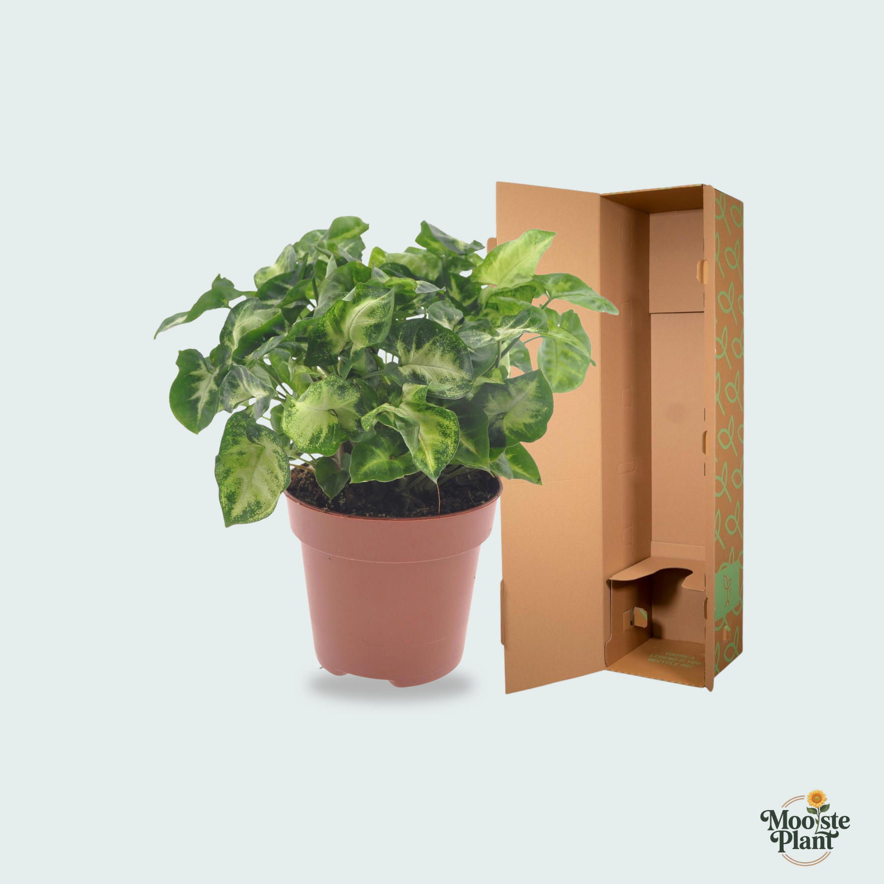 Syngonium Pixie kopen