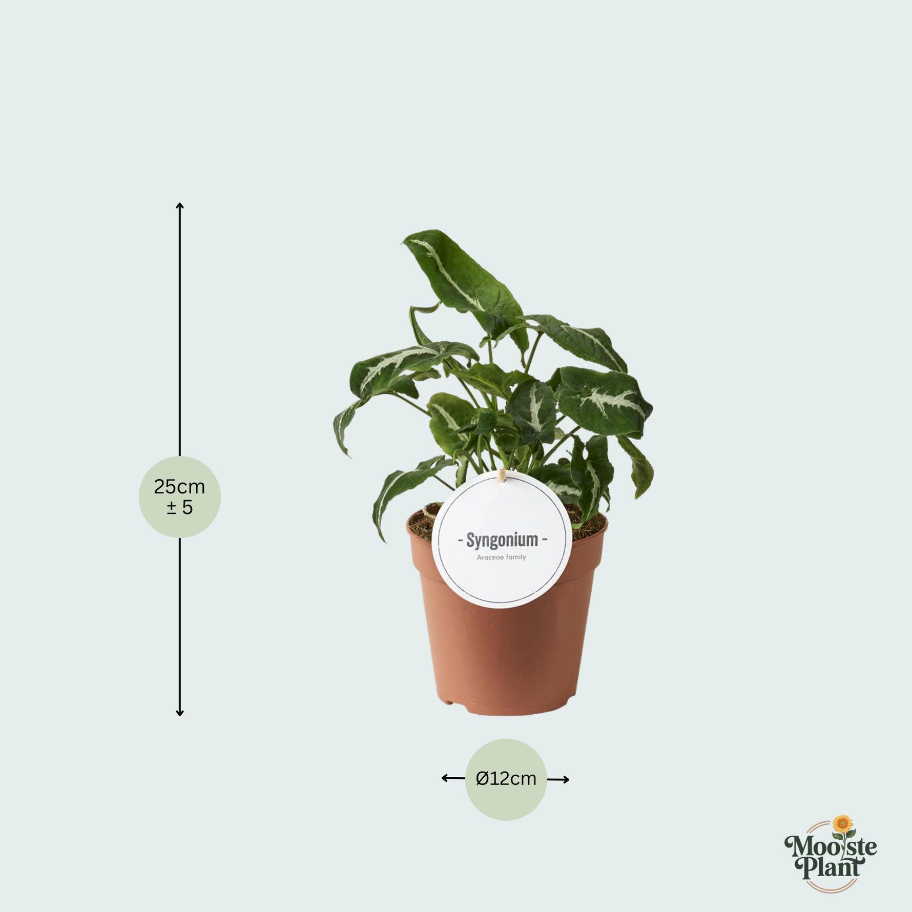 Syngonium Wendlandii