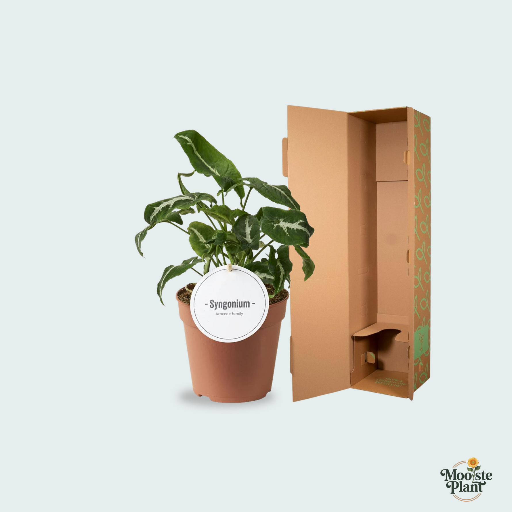 Syngonium Wendlandii