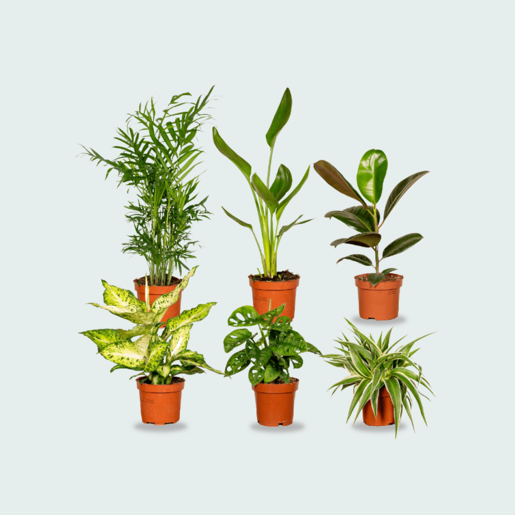  6 Topkamerplanten - 25cm