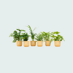 planten kopen