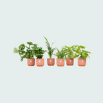 planten kopen