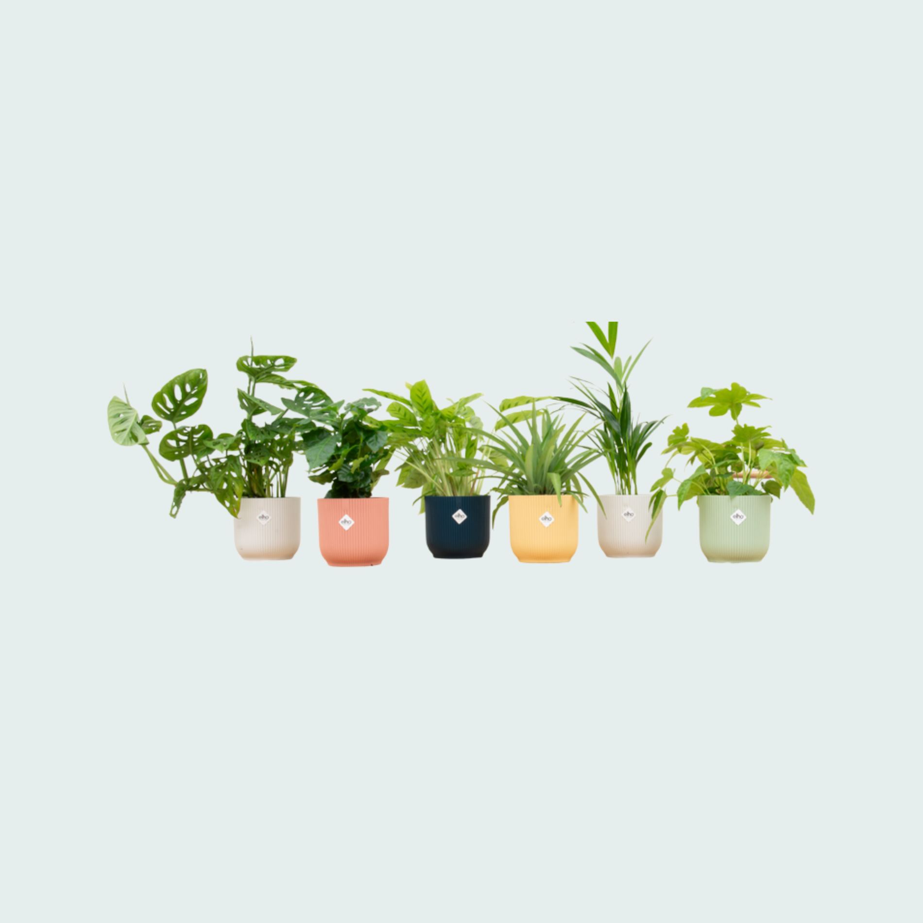 planten kopen