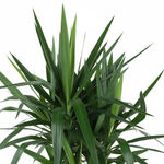Yucca Elephantipes Vertakt