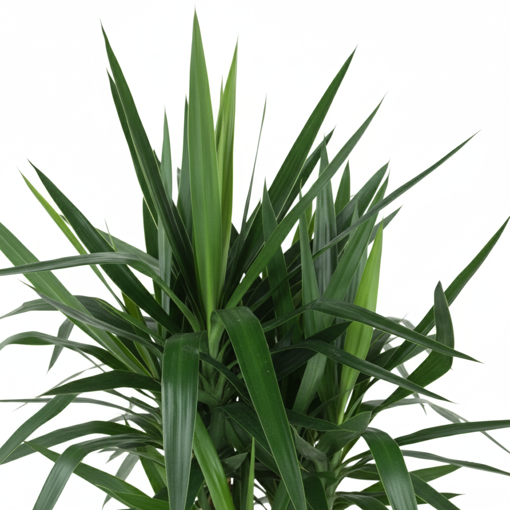 Yucca Elephantipes Vertakt