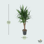 yucca elephantipes kopen