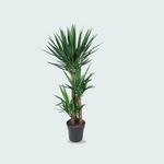 Yucca Elephantipes kopen
