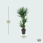Yucca Elephantipes kopen