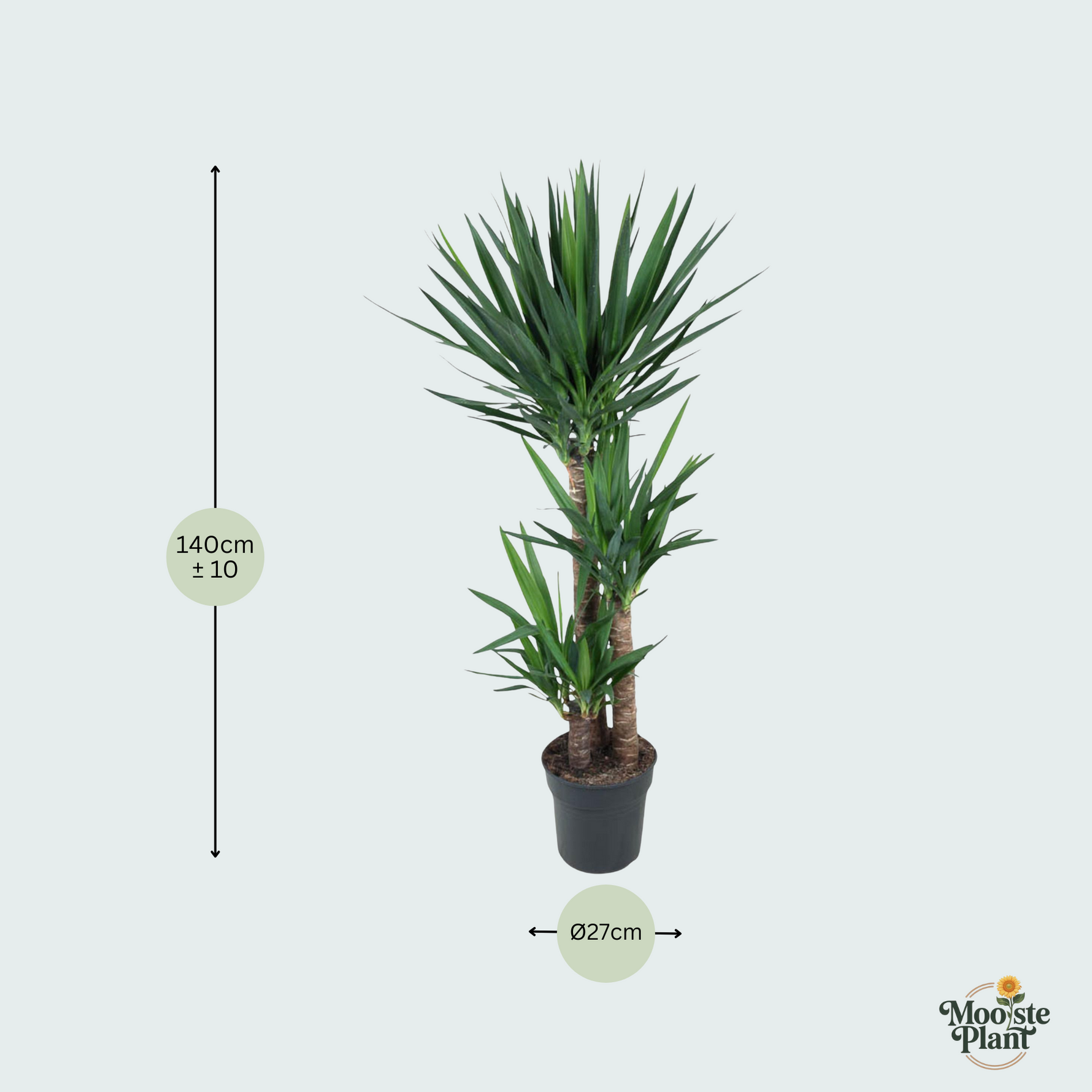 Yucca Elephantipes kopen