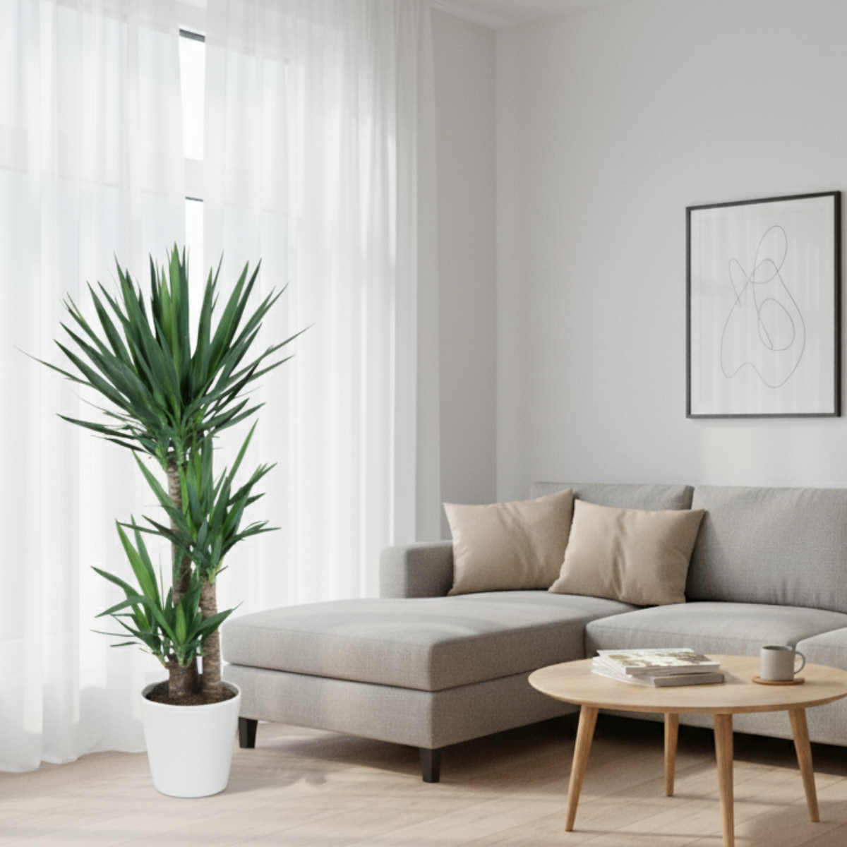 Yucca Elephantipes 