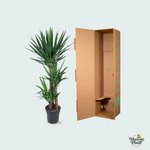 Yucca Elephantipes kopen