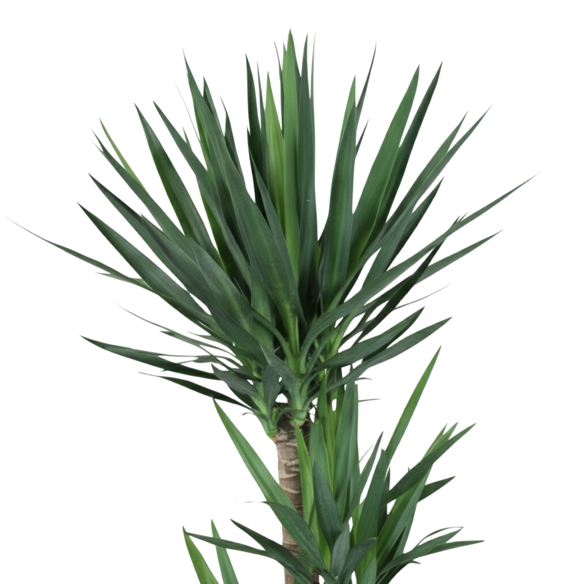 Yucca Elephantipes 