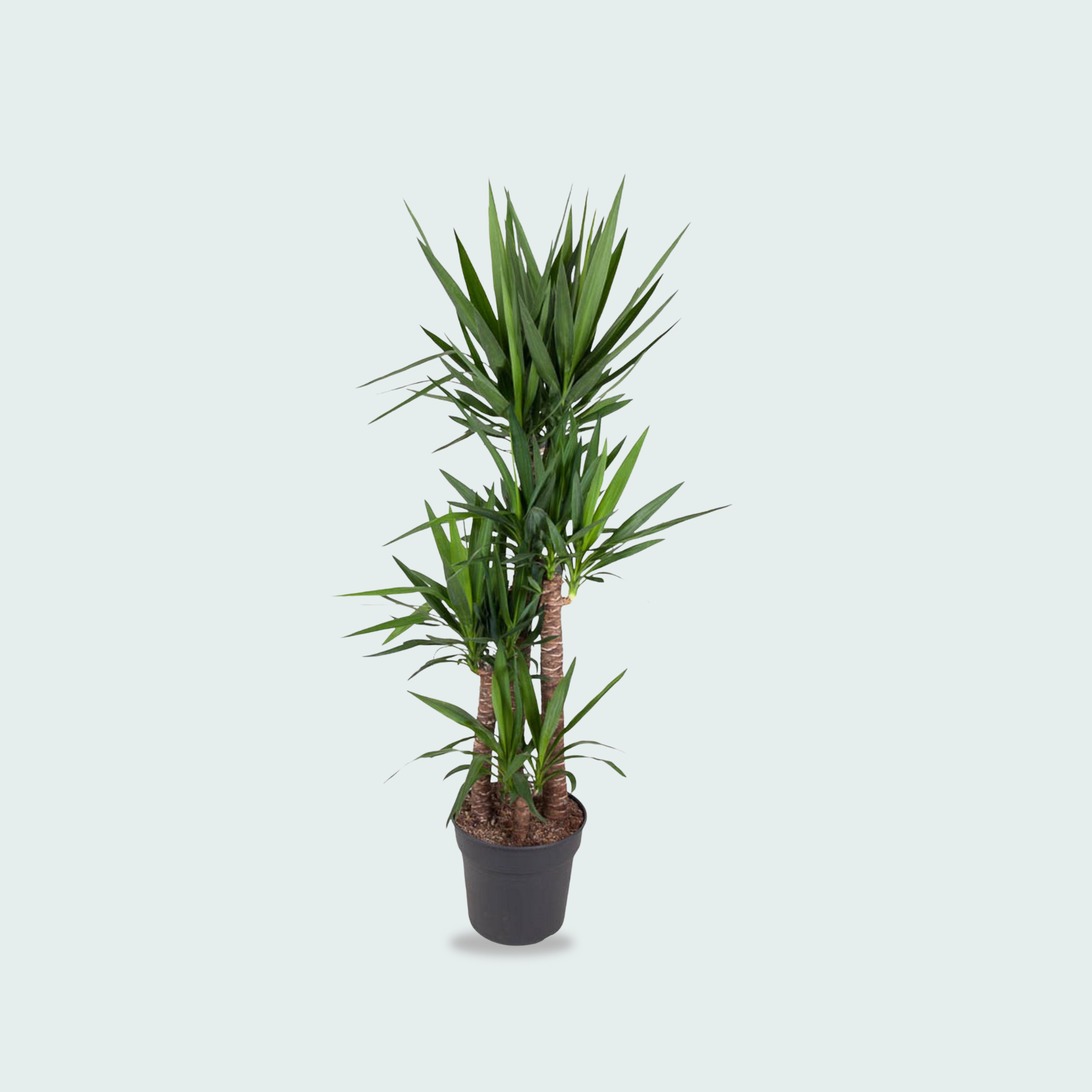 Yucca Elephantipes kopen
